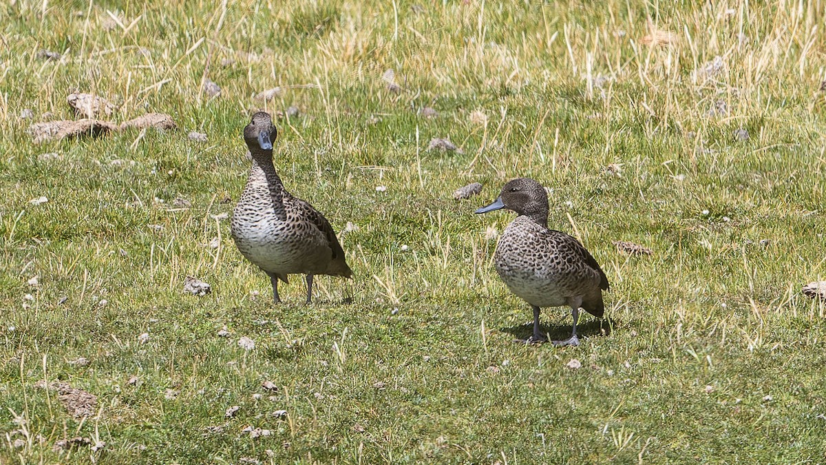 Andean Teal - ML630188379