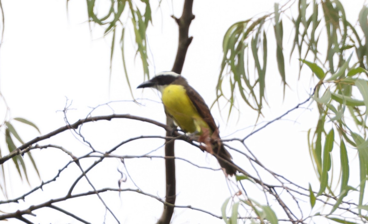 Boat-billed Flycatcher - ML630188419