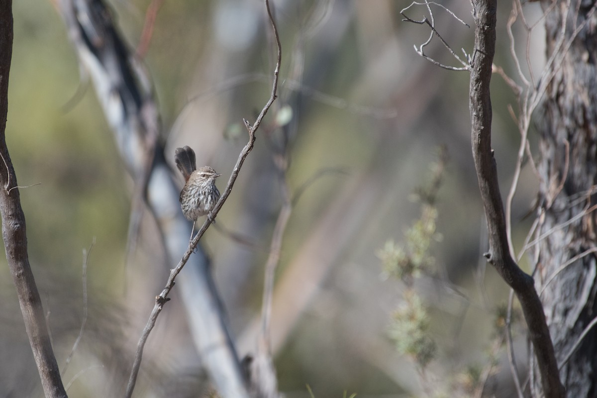 Shy Heathwren - ML630188572