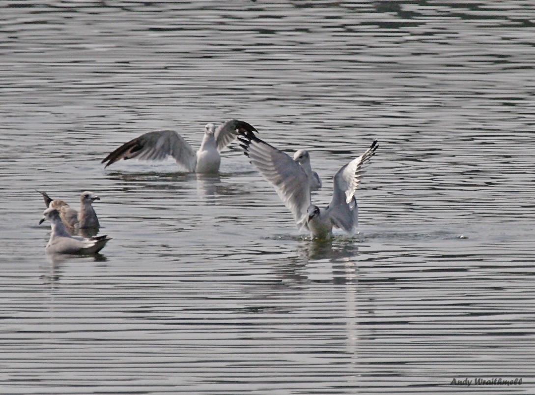 Franklin's Gull - ML63018881