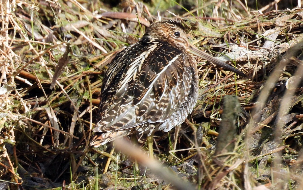 Wilson's Snipe - ML630188853