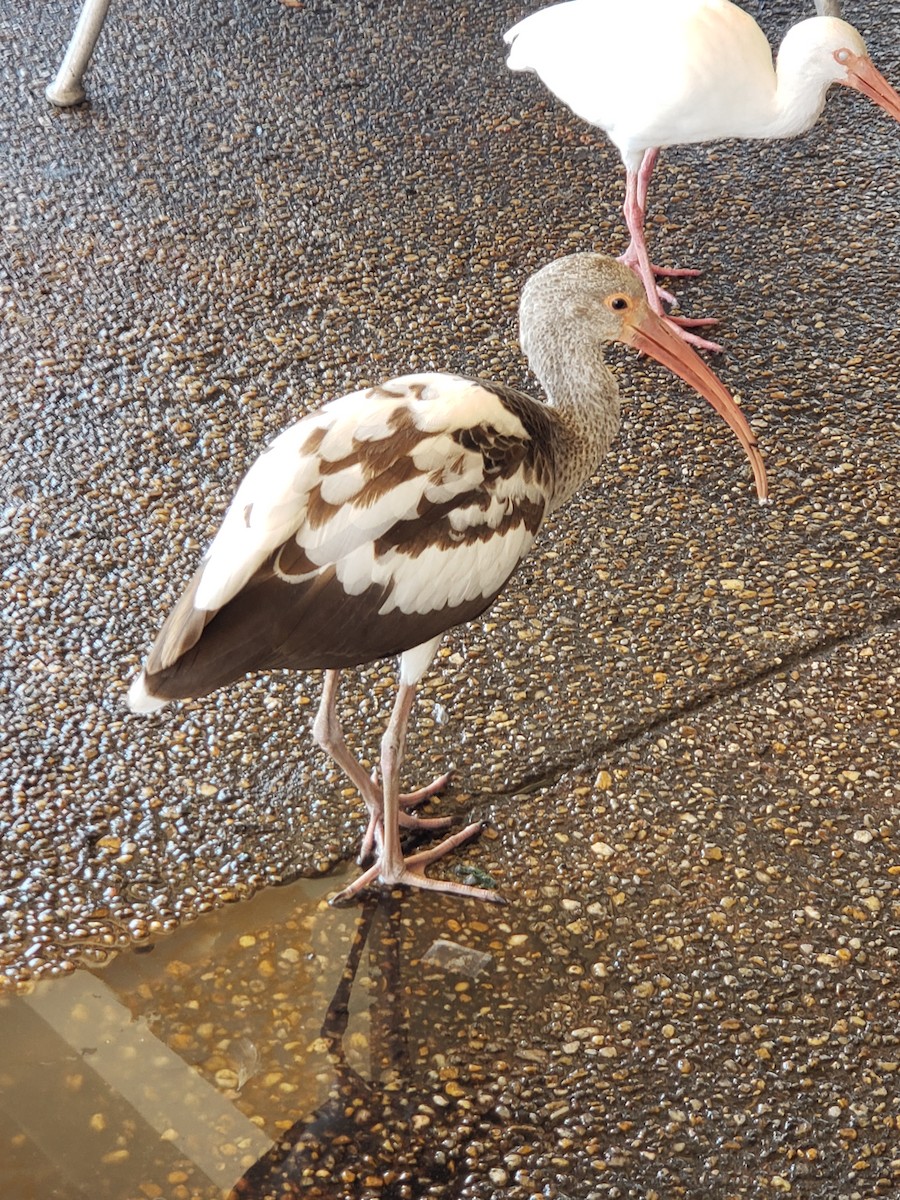 White Ibis - ML630188993