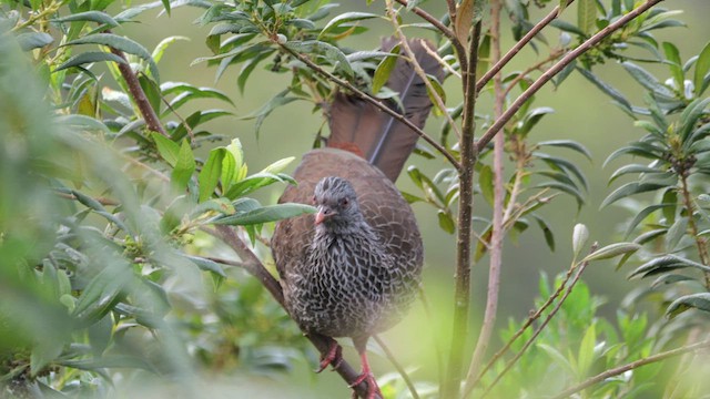 Andean Guan - ML630189018