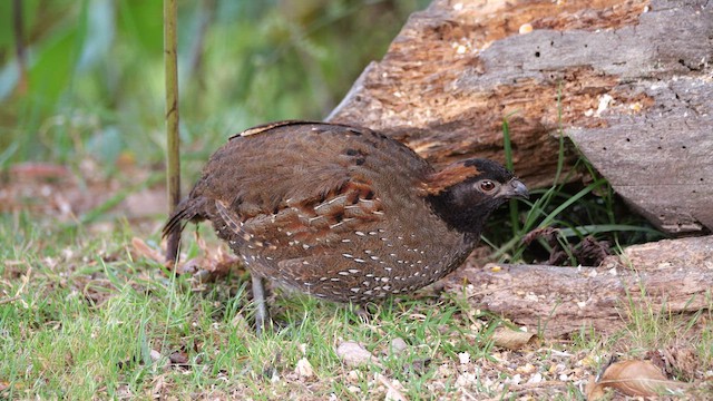 Black-fronted Wood-Quail - ML630189029