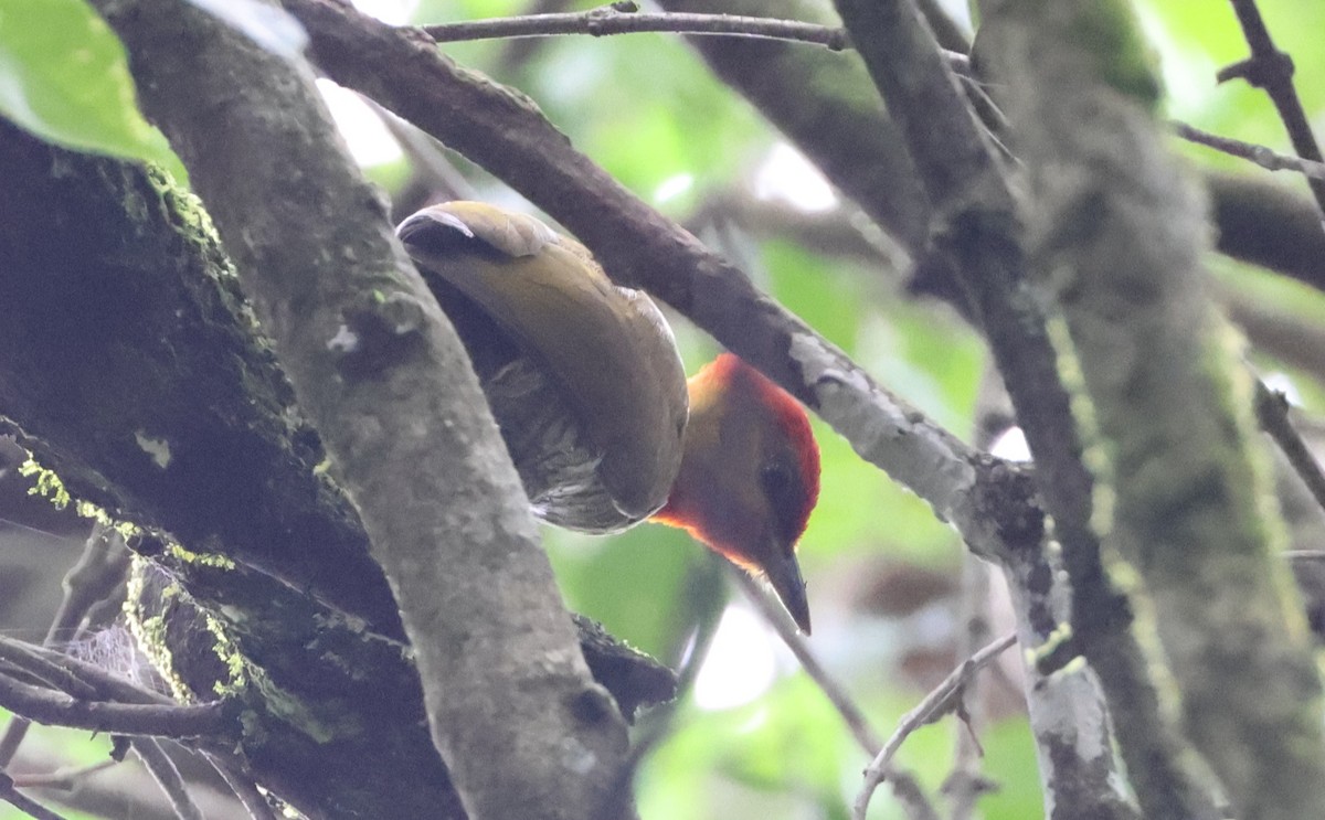 Yellow-throated Woodpecker - ML630189091