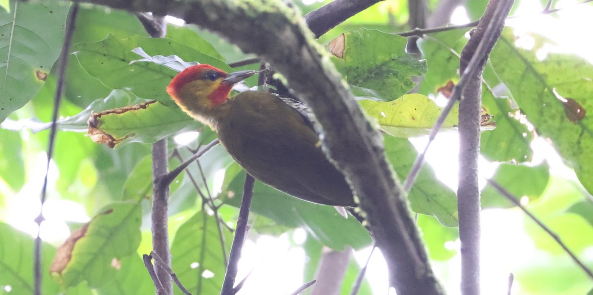 Yellow-throated Woodpecker - ML630189092