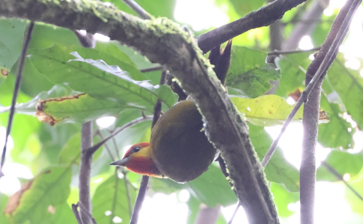 Yellow-throated Woodpecker - ML630189093