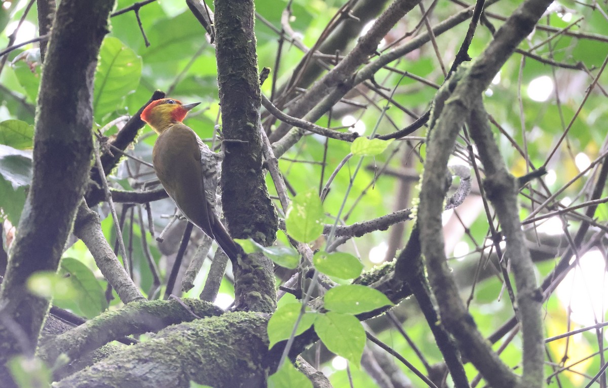 Yellow-throated Woodpecker - ML630189094