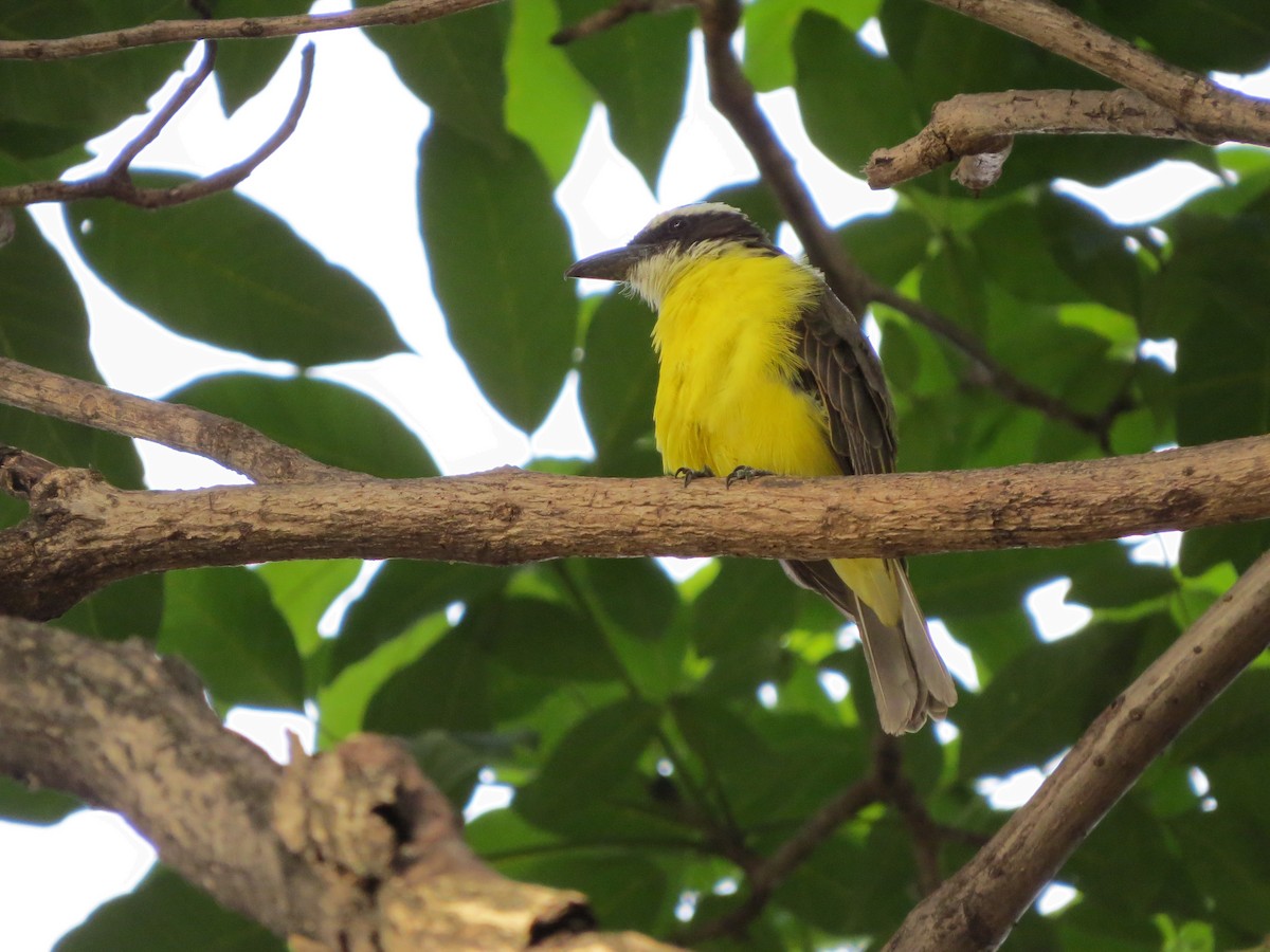 Boat-billed Flycatcher - ML630189104