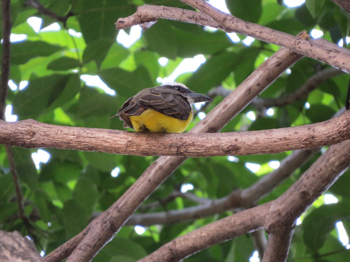 Boat-billed Flycatcher - ML630189105