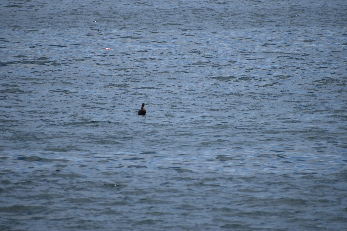 Common Eider - ML630189131