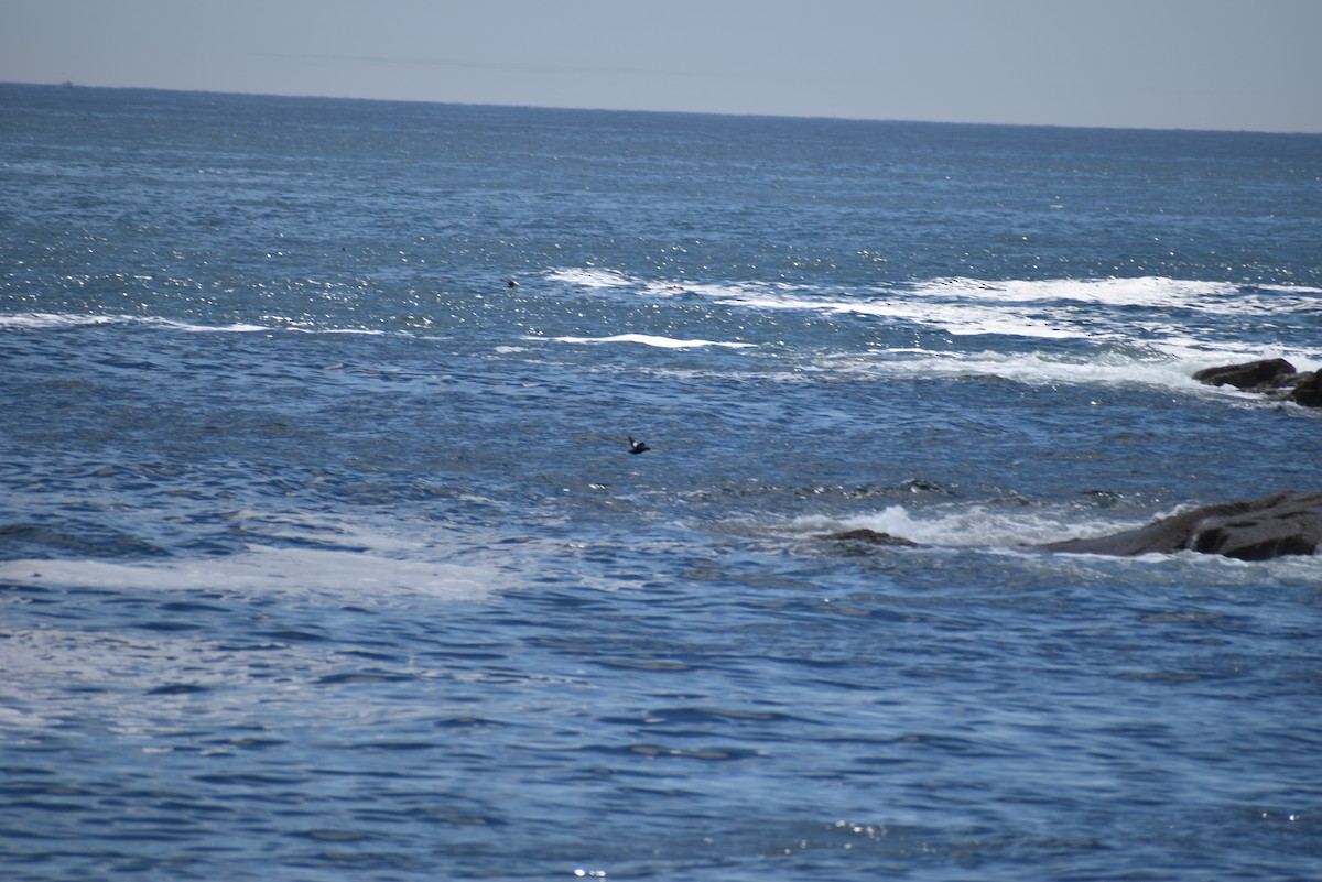 Black Guillemot - ML630189135