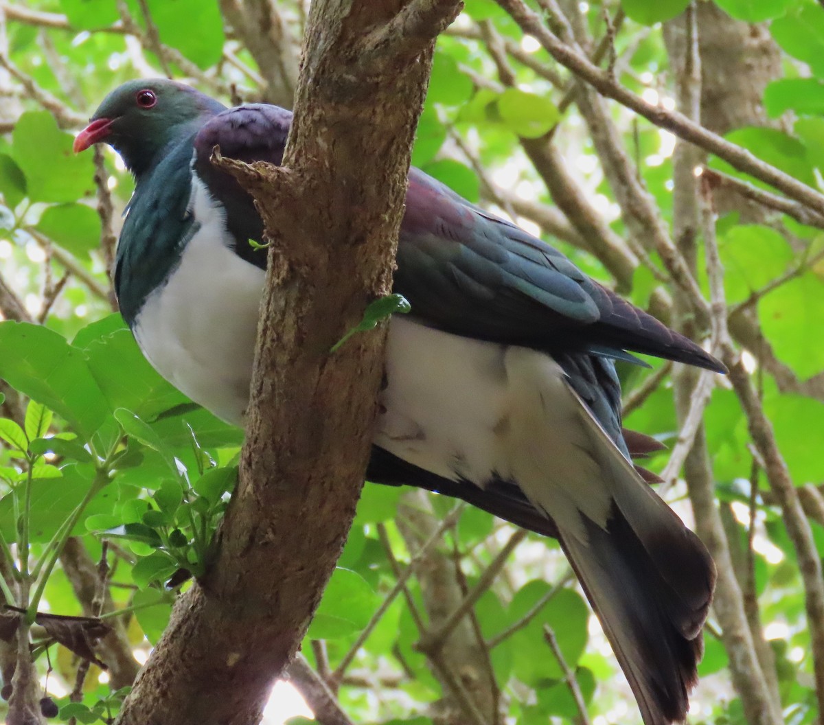 New Zealand Pigeon - ML630189242