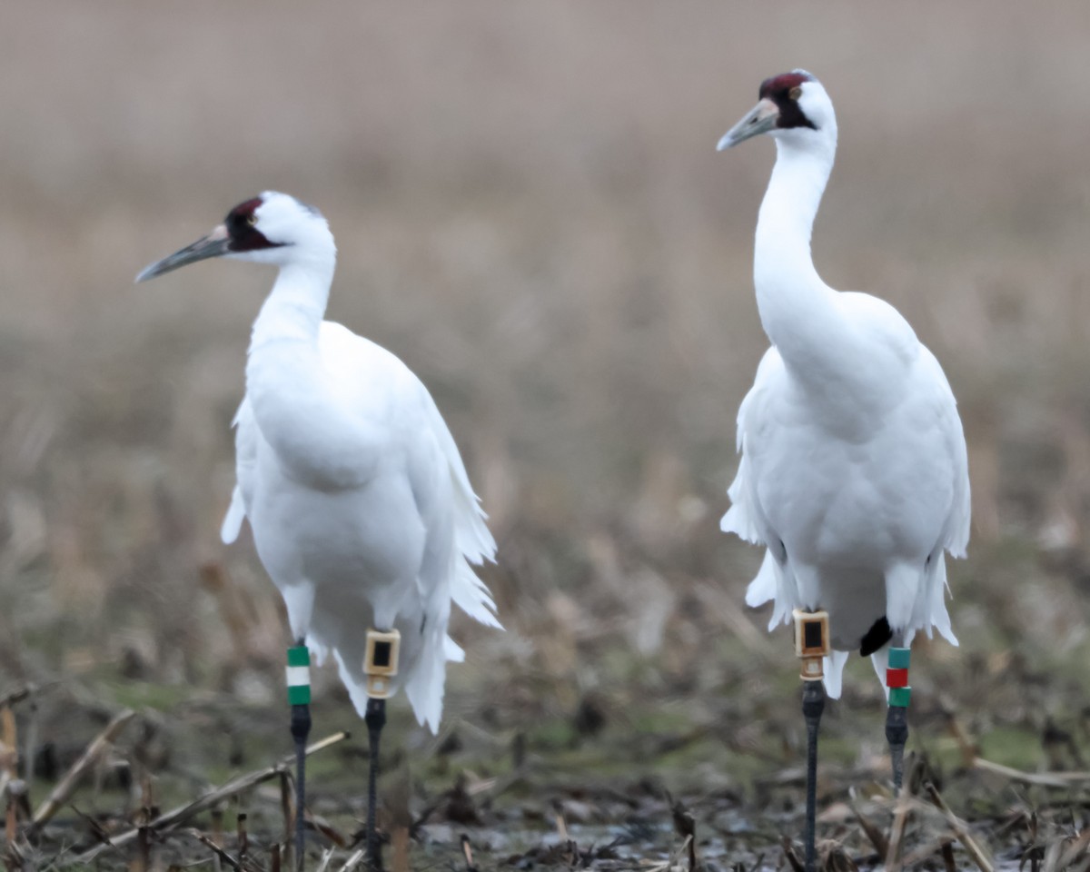 Whooping Crane - ML630189263