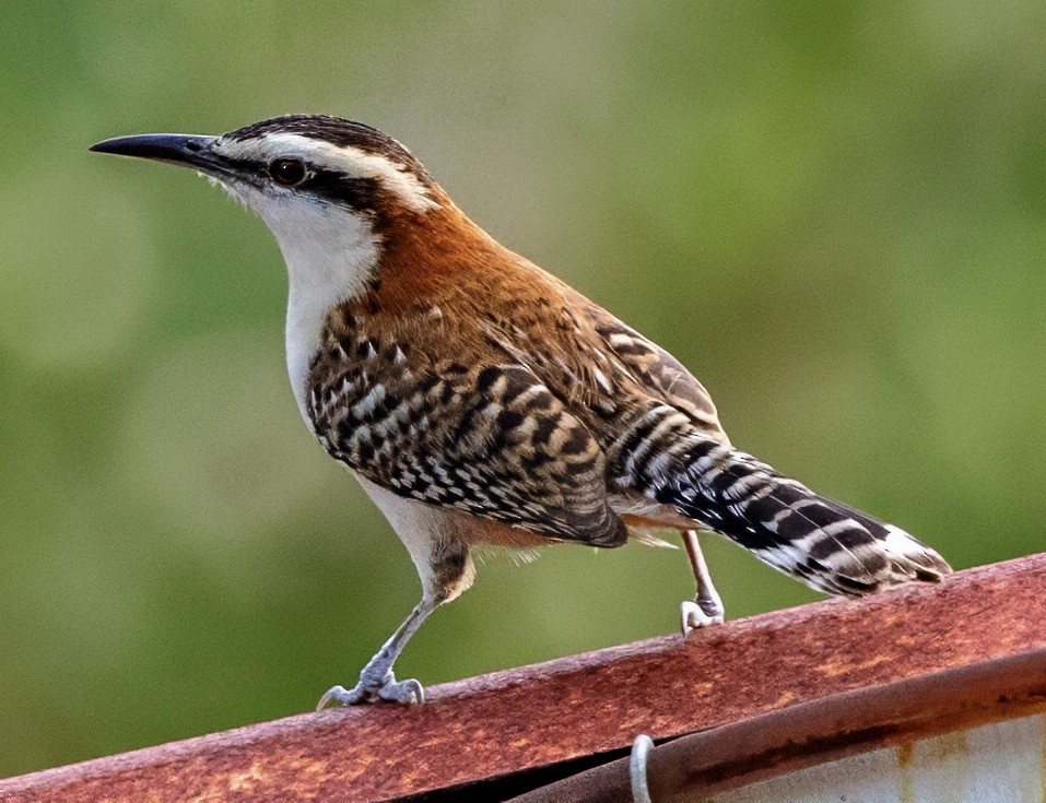 Rufous-backed Wren - ML630189291