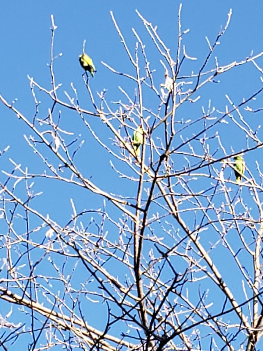 コボウシインコ - ML630189677