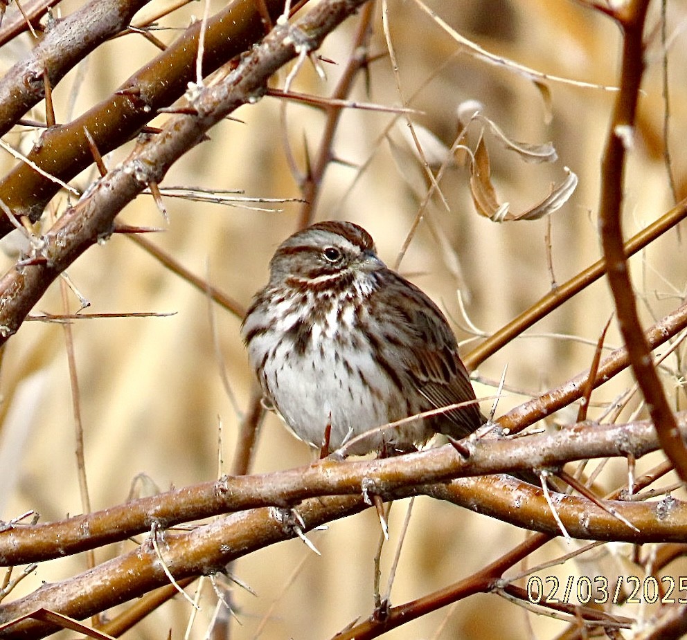 Song Sparrow - ML630189730