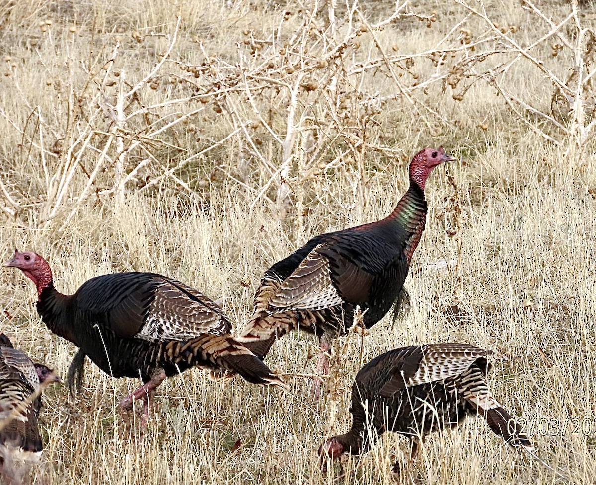 Wild Turkey - ML630189792