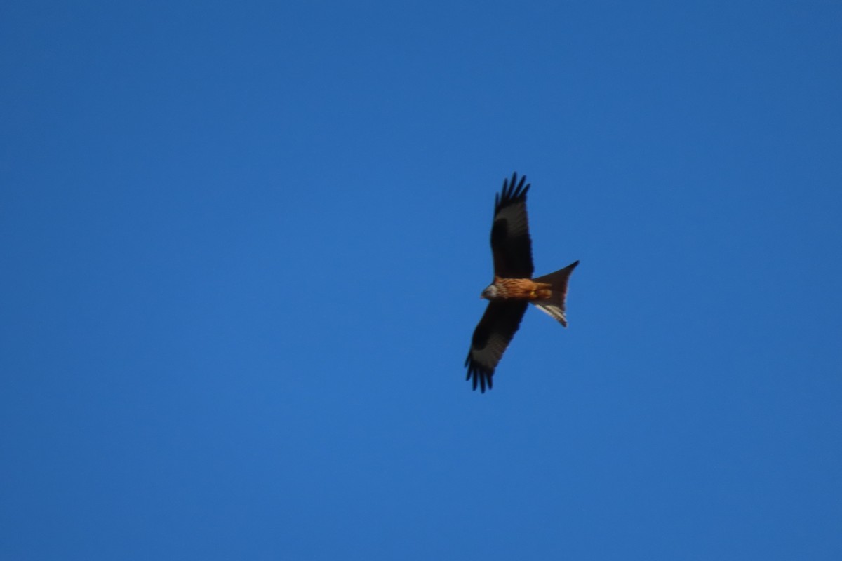 Red Kite - ML630190019
