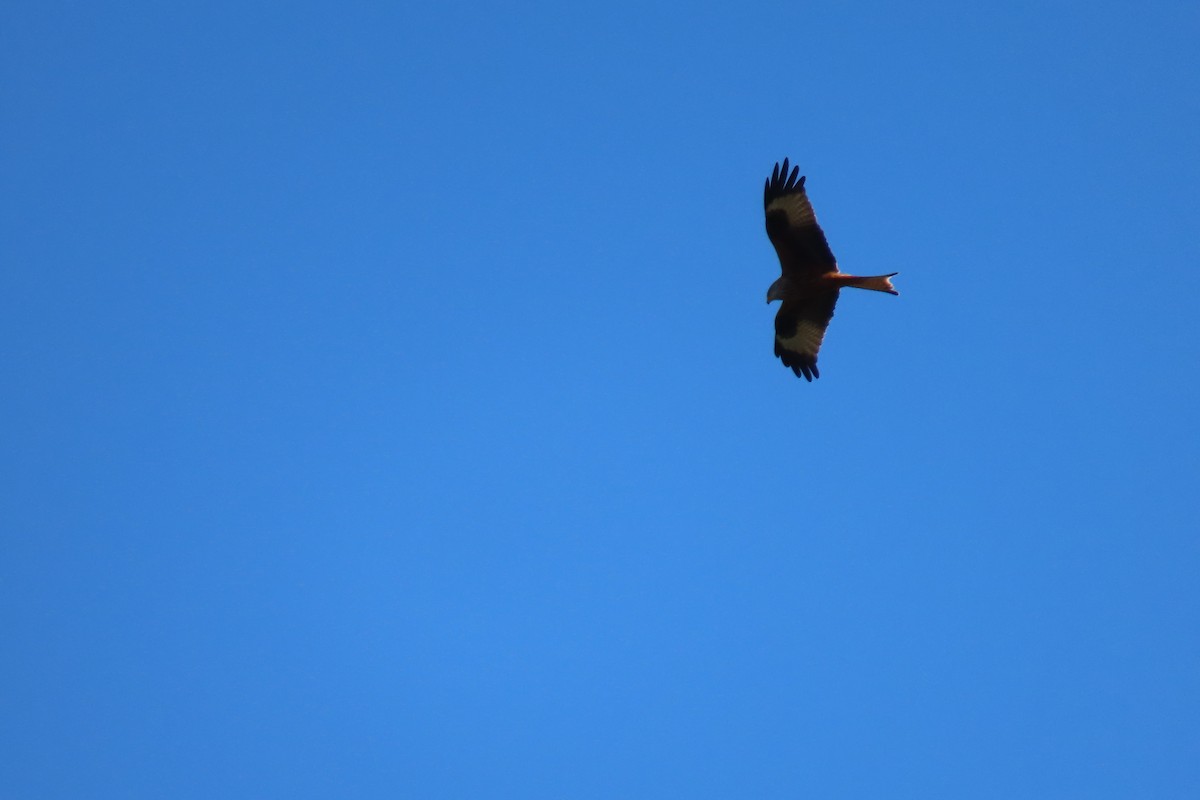 Red Kite - ML630190020