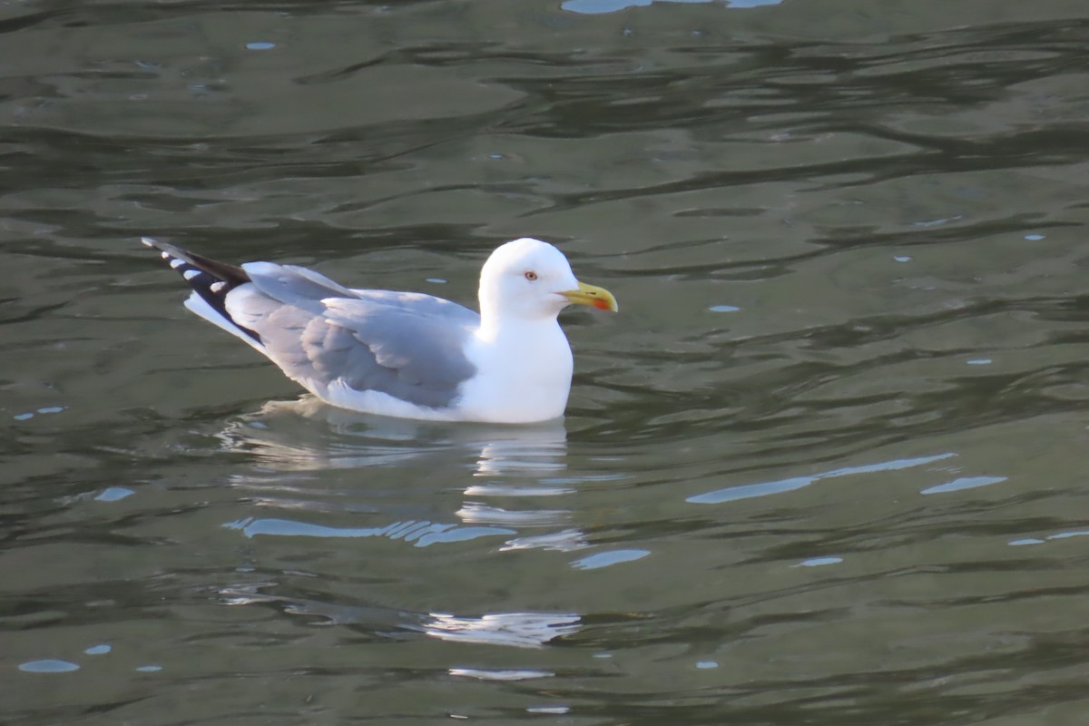 Yellow-legged Gull - ML630190267