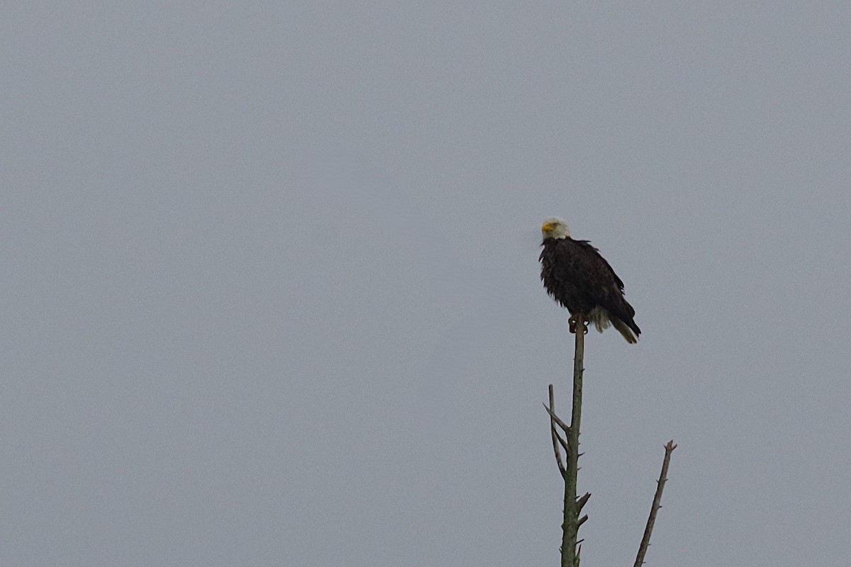 Bald Eagle - ML630190450