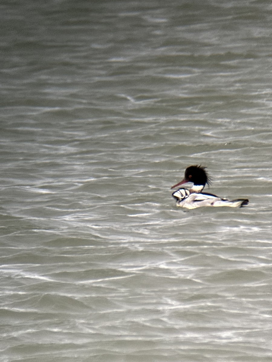 morčák prostřední - ML630190470