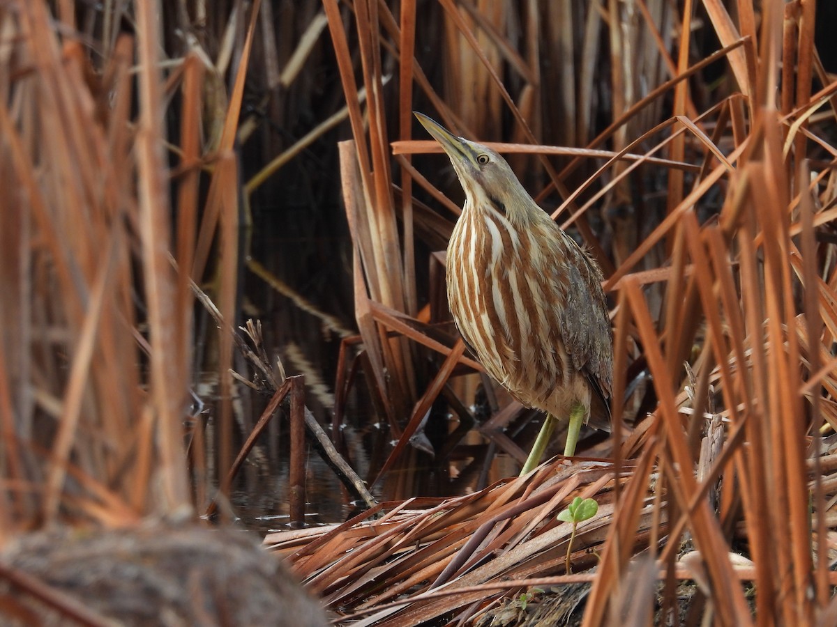 American Bittern - ML630190471