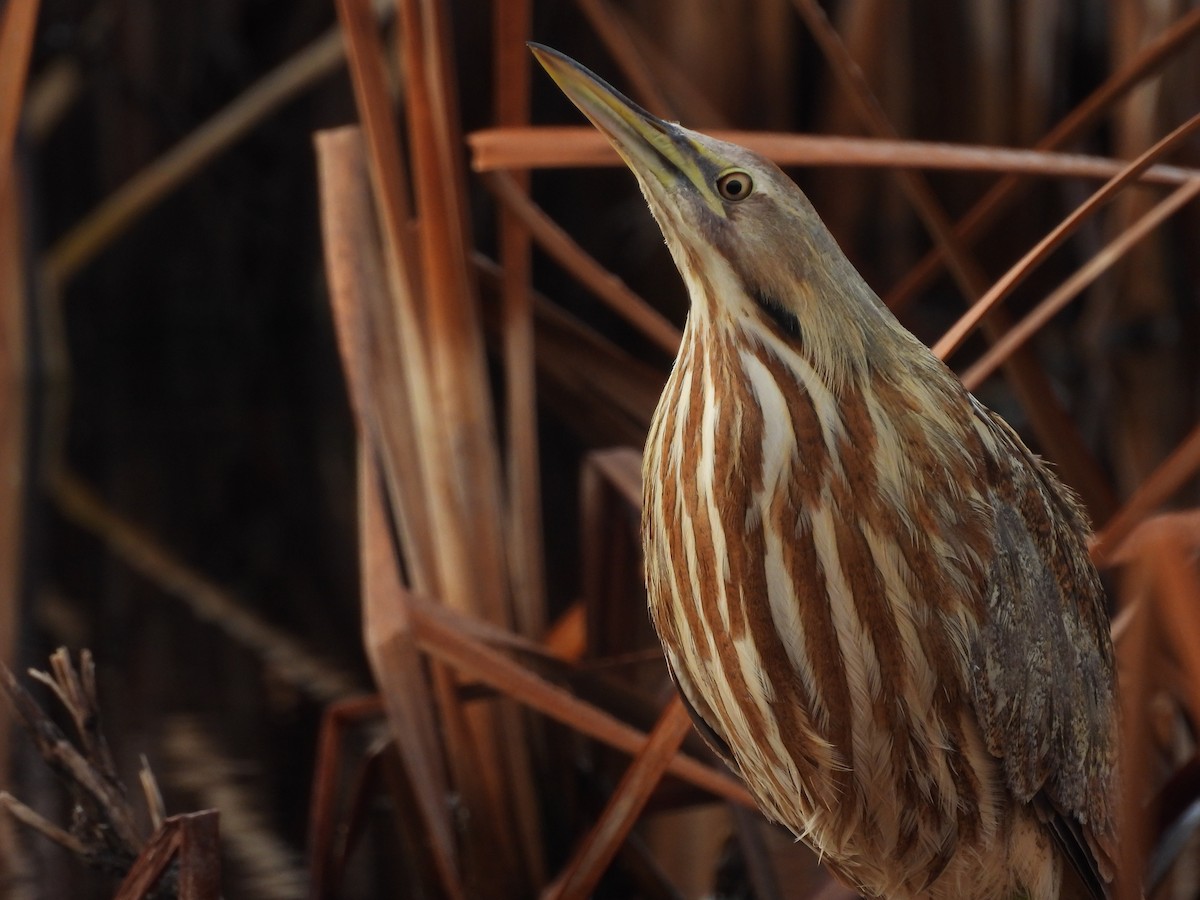 American Bittern - ML630190487