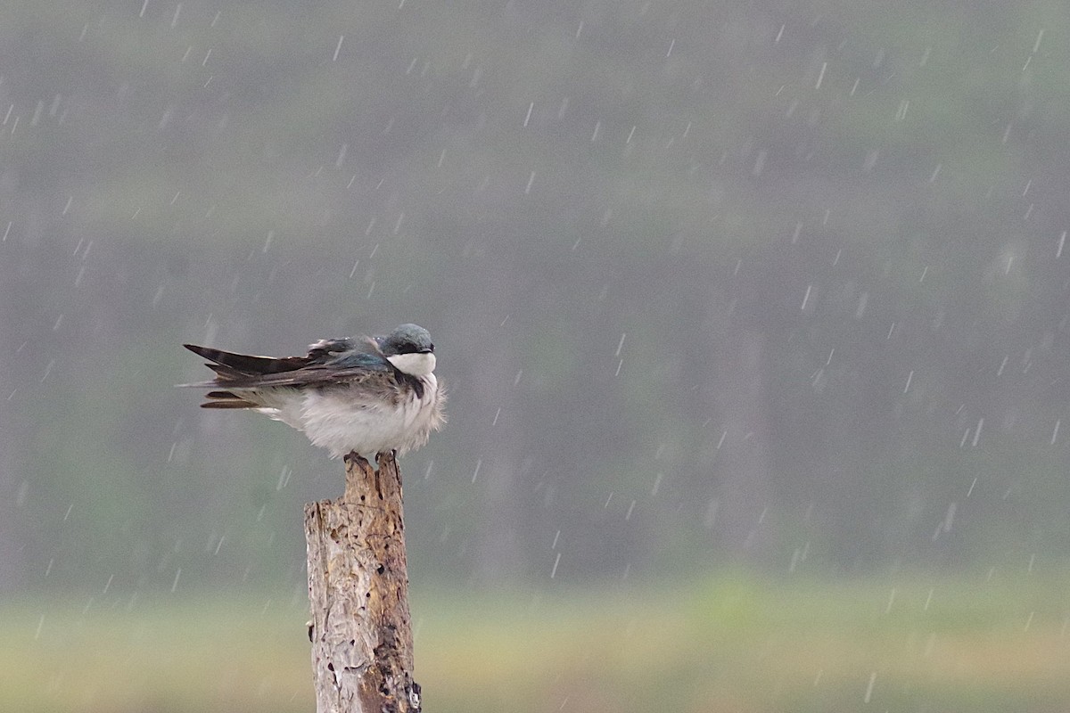 Tree Swallow - ML630190536
