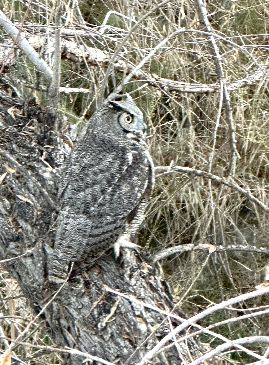 Great Horned Owl - ML630190632
