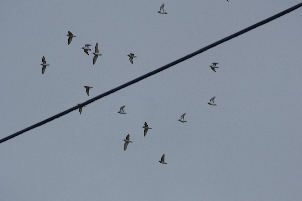 Least Sandpiper - ML630190640