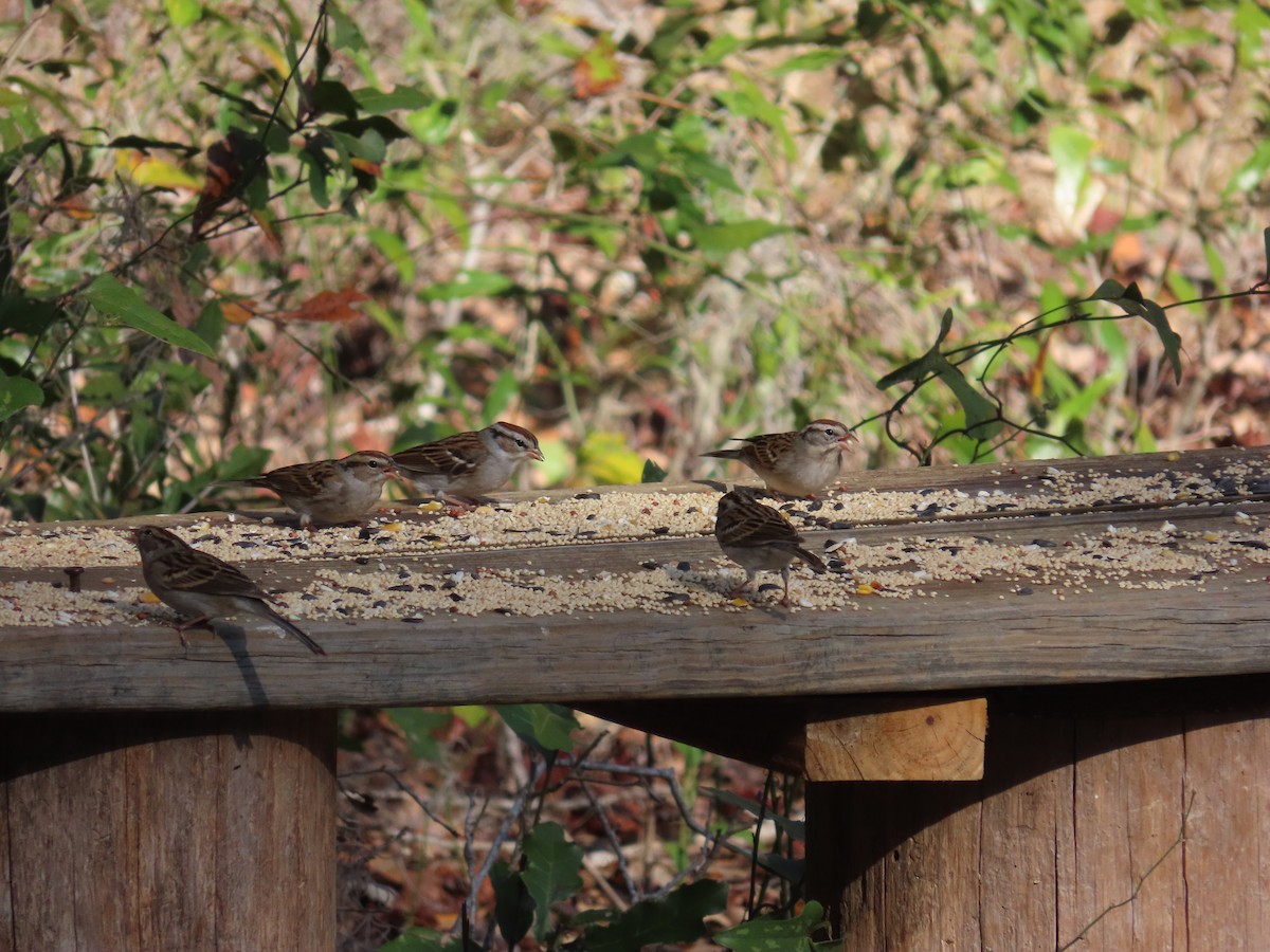 Chipping Sparrow - ML630190648
