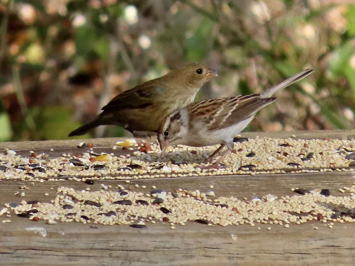 Indigo Bunting - ML630190657