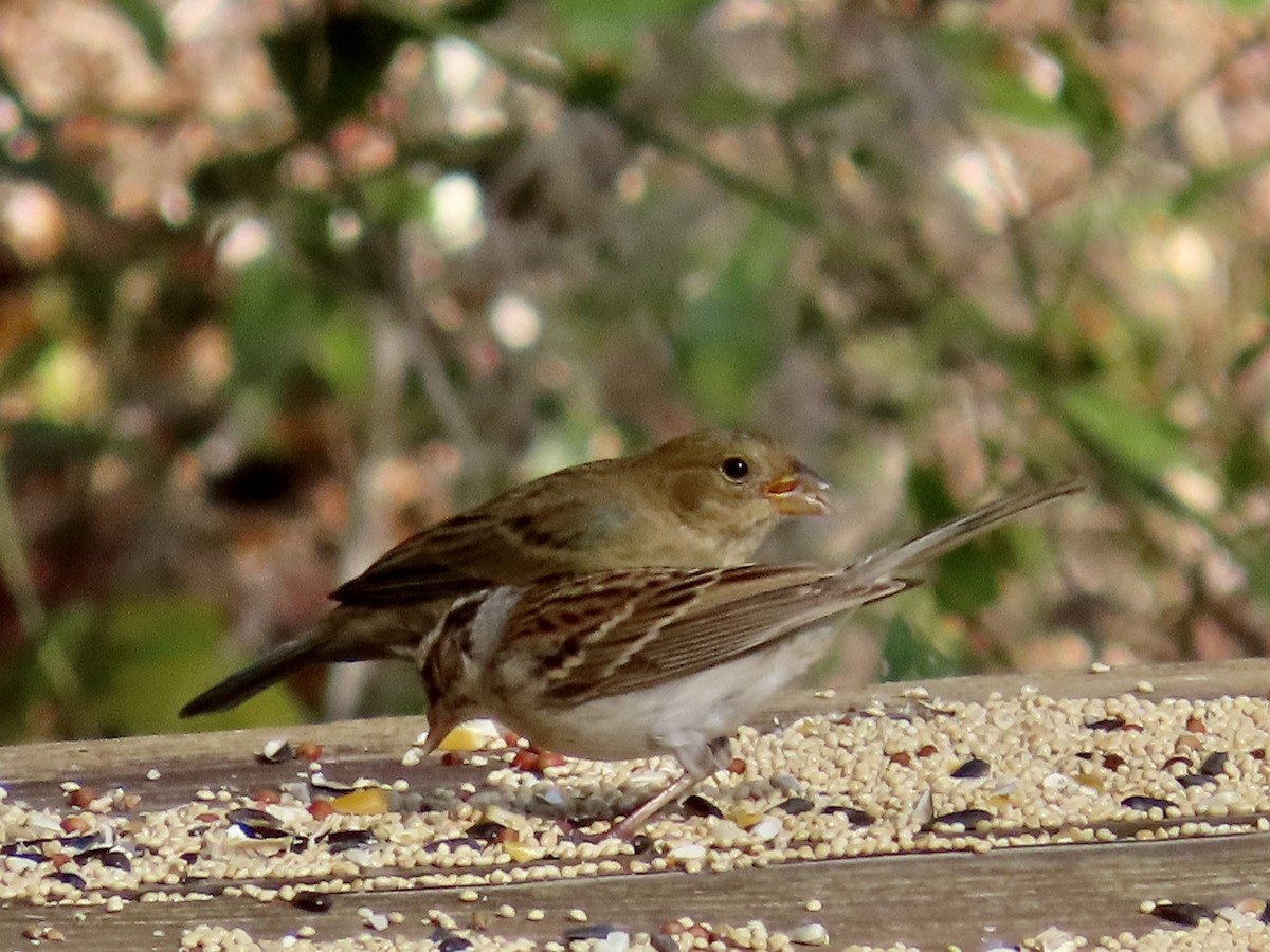 Indigo Bunting - ML630190660