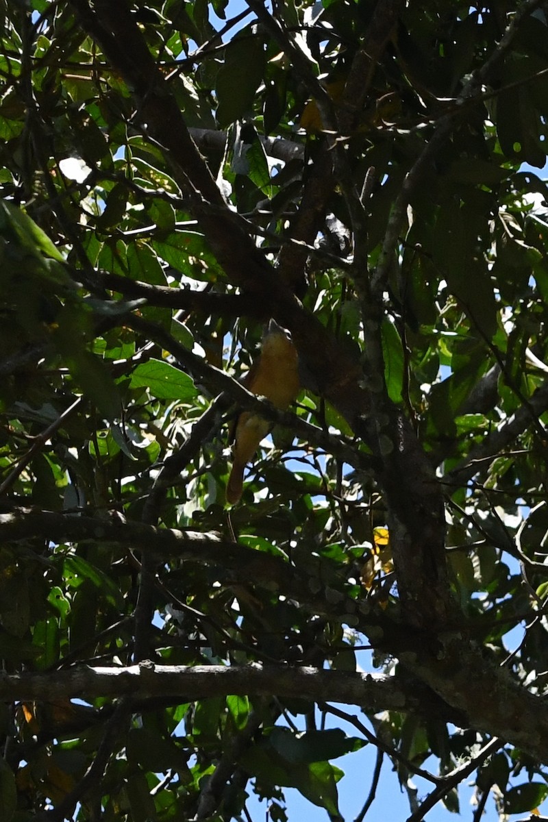 Crested Becard - ML630190771