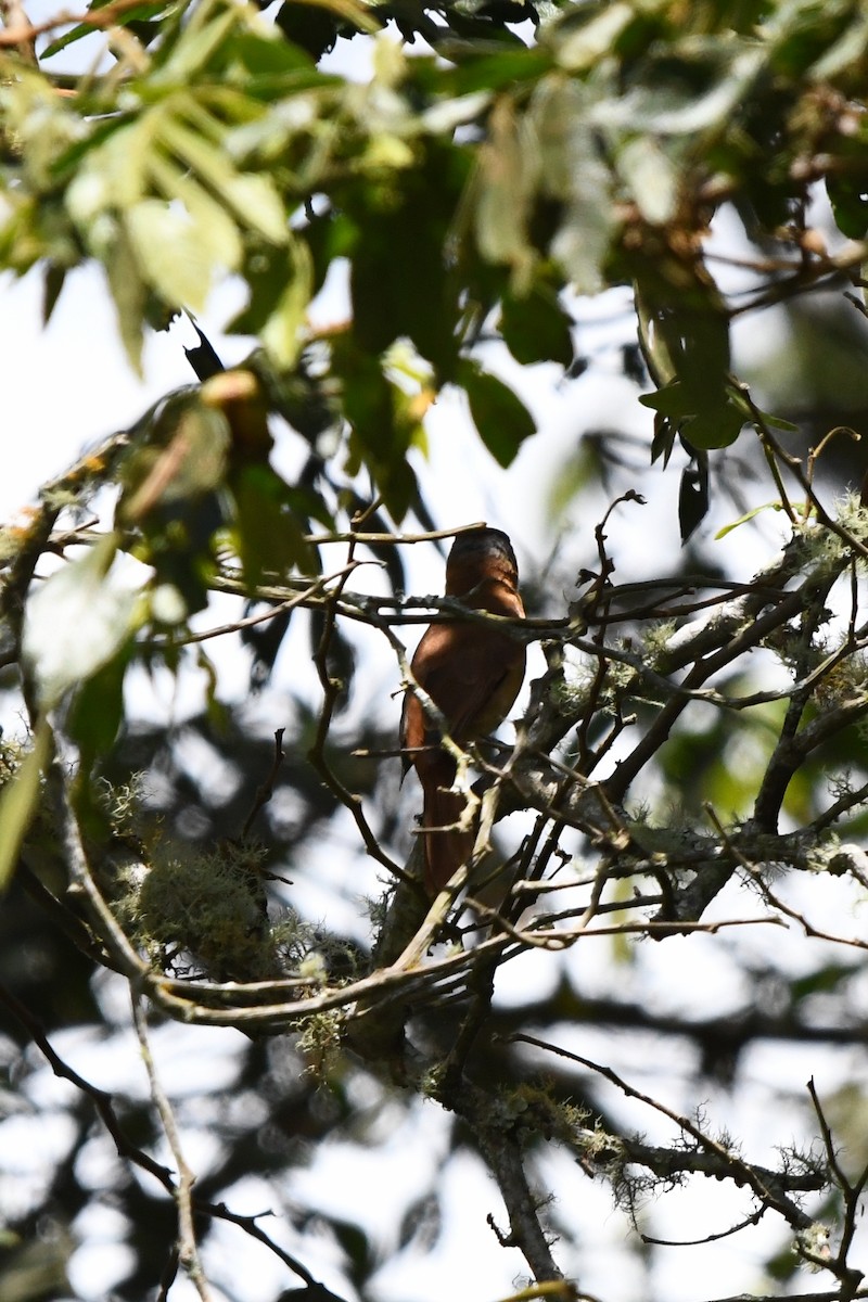 Crested Becard - ML630190772