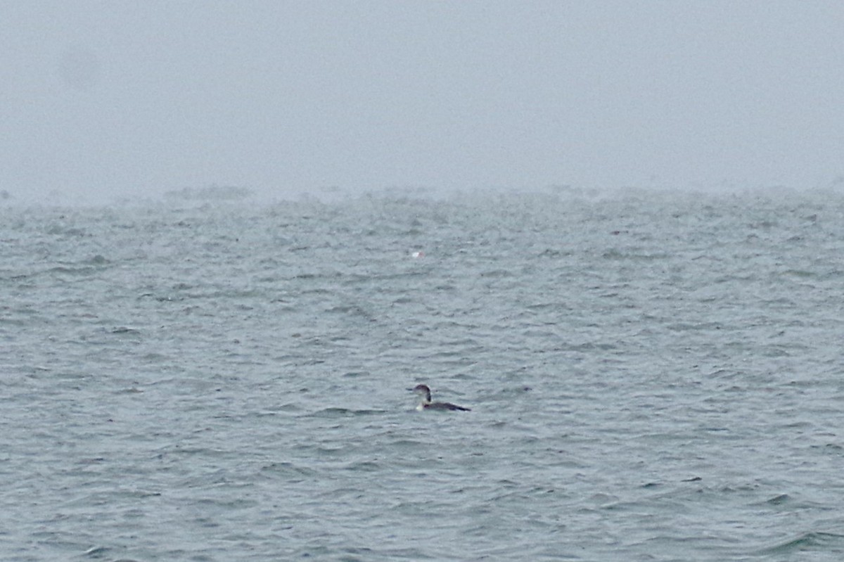 Common Loon - ML630190815