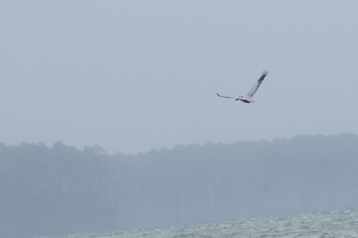 Brown Pelican (Atlantic) - ML630190830