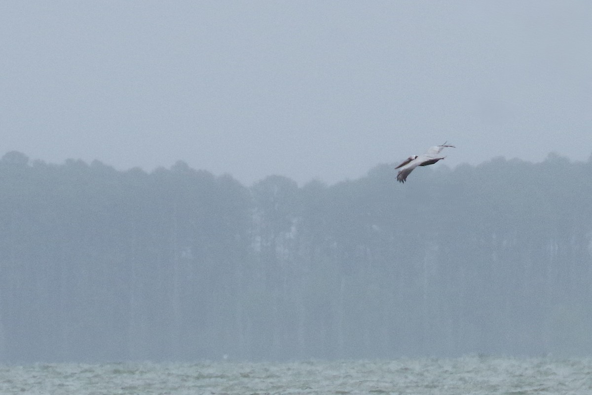 Brown Pelican (Atlantic) - ML630190831