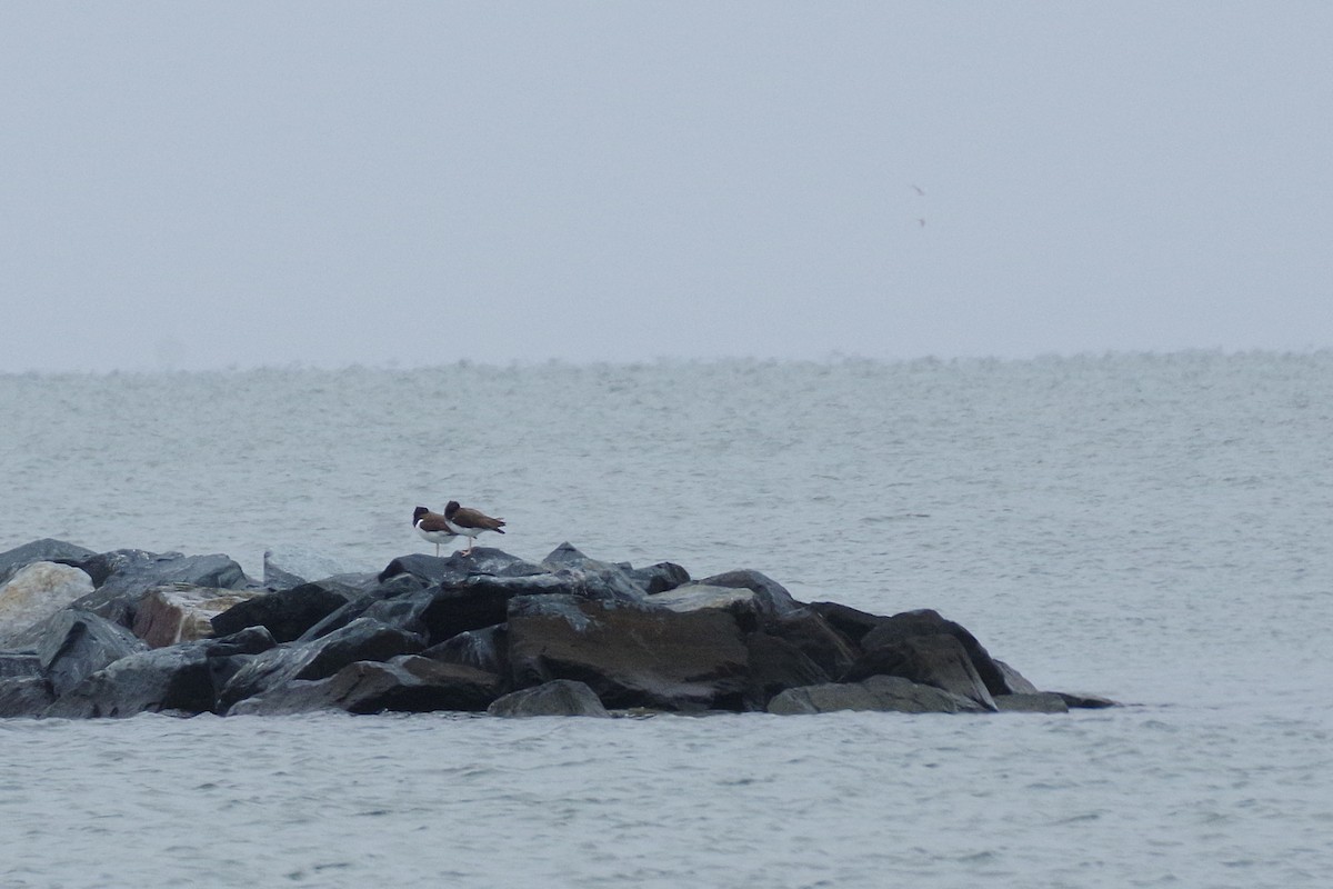 American Oystercatcher - ML630190843