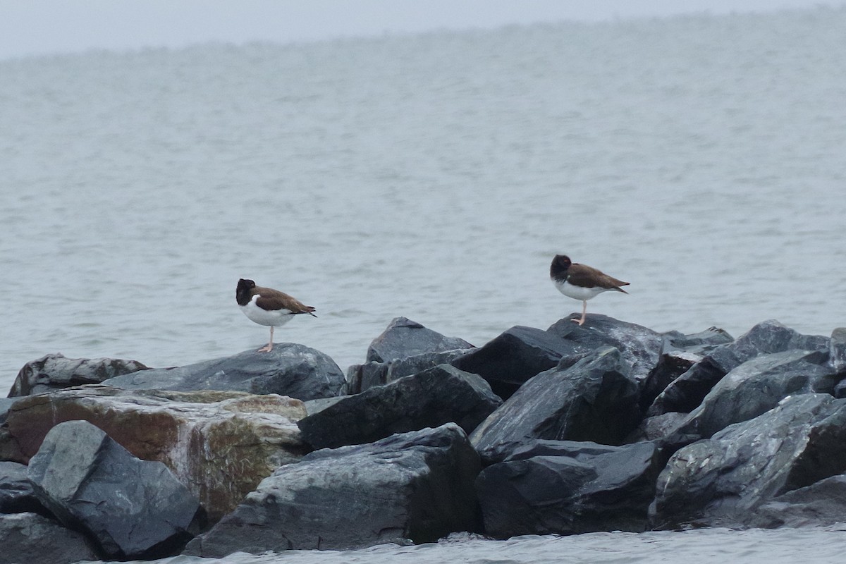 American Oystercatcher - ML630190844