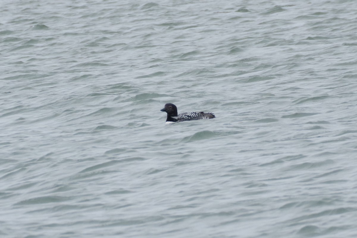 Common Loon - ML630190846