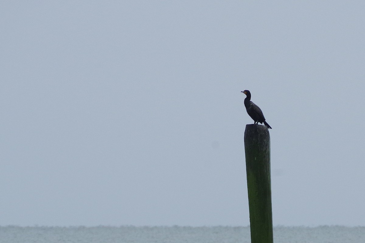 Double-crested Cormorant - ML630190851
