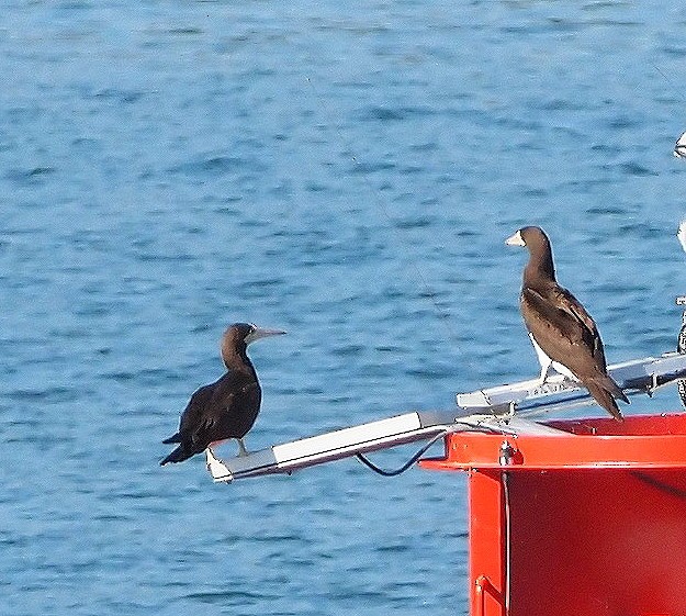 Brown Booby - ML630190852