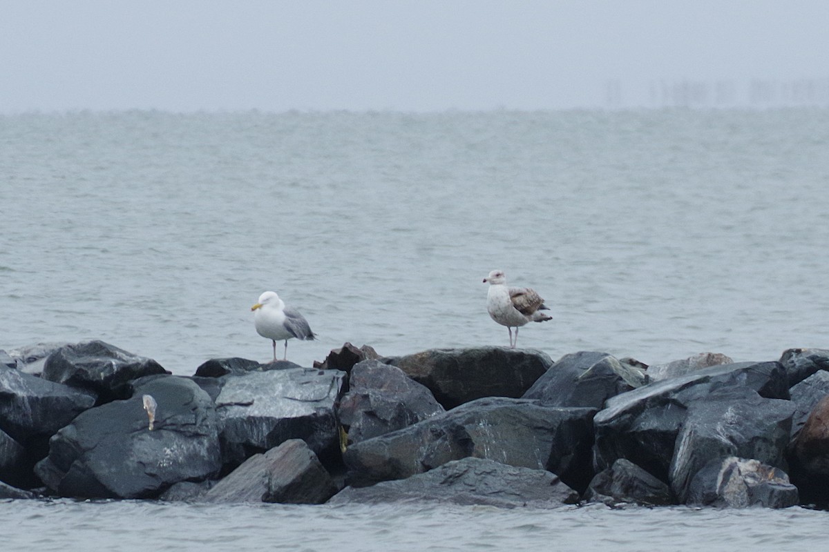 American Herring Gull - ML630190857