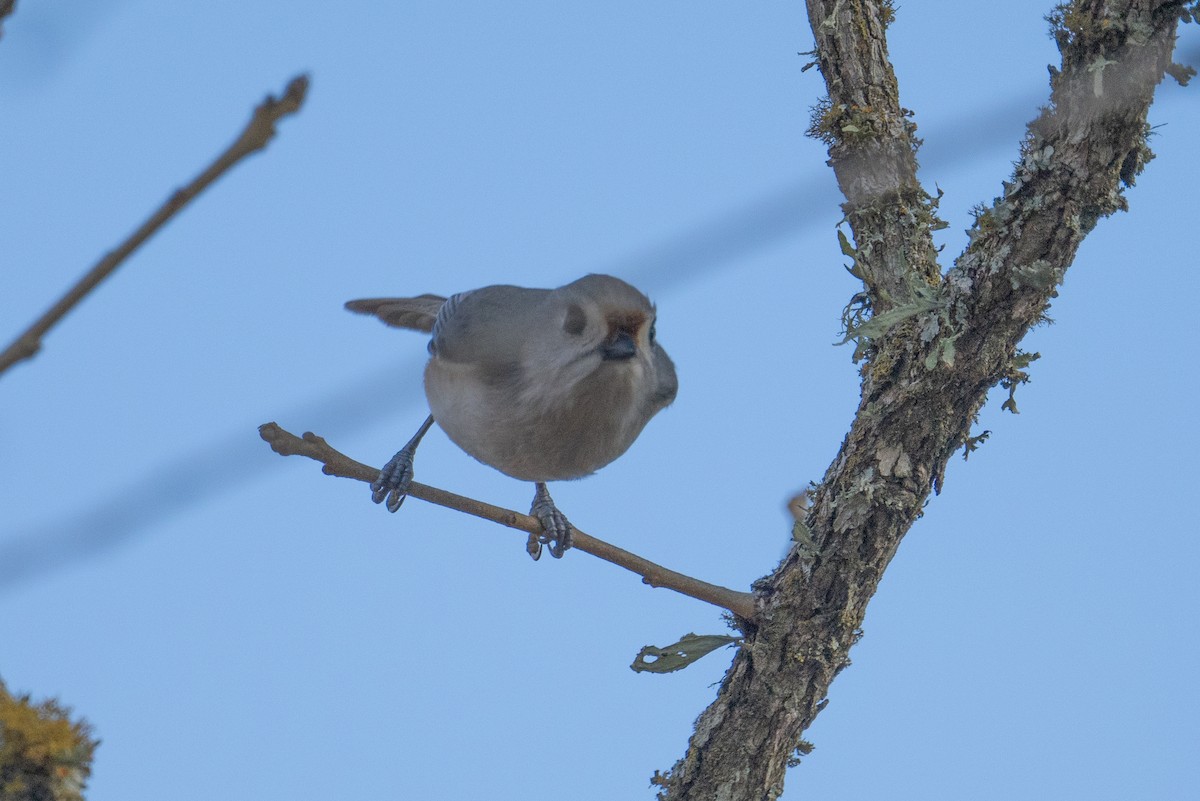 Tufted x Black-crested Titmouse (hybrid) - ML630190916