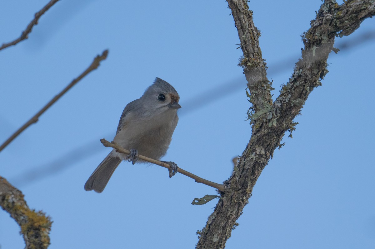 Tufted x Black-crested Titmouse (hybrid) - ML630190917