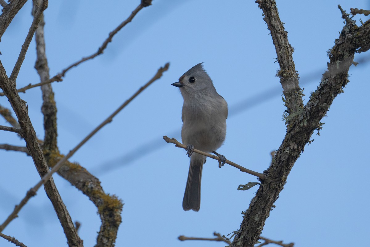 Tufted x Black-crested Titmouse (hybrid) - ML630190918