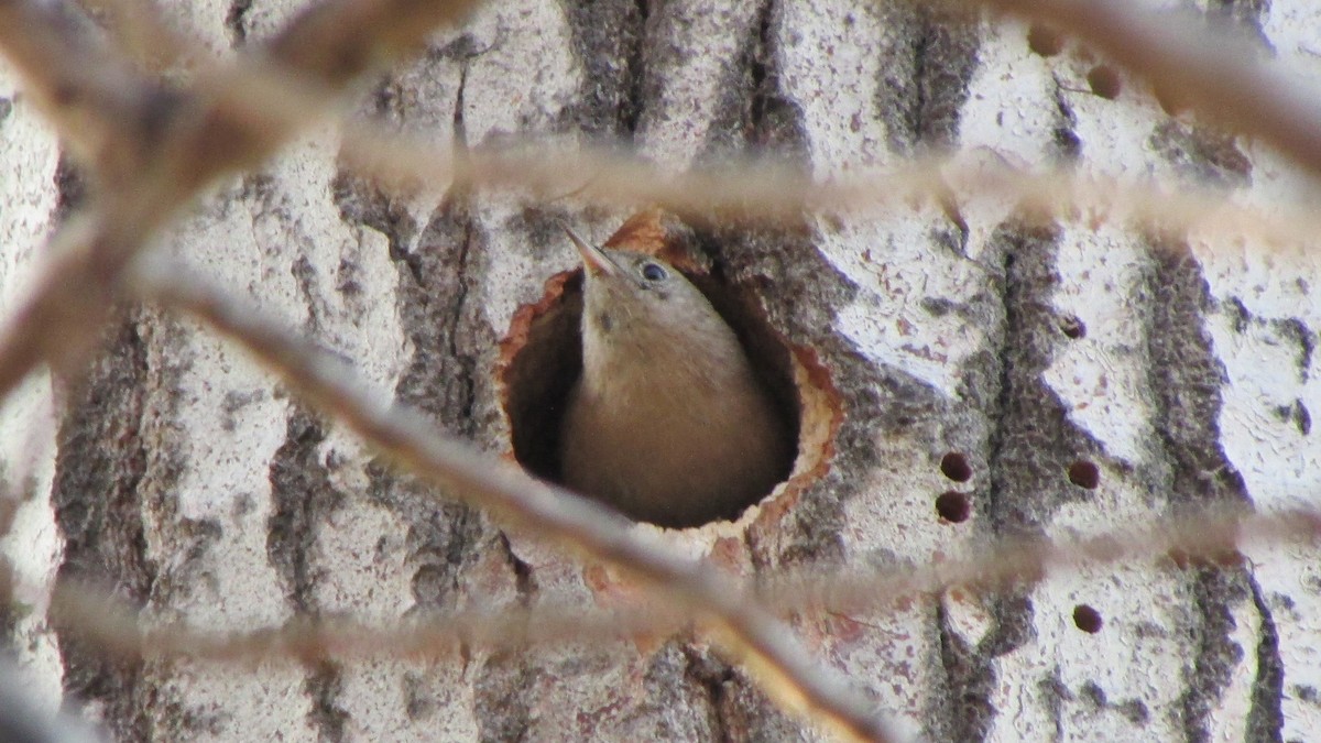 Southern House Wren - ML630190919